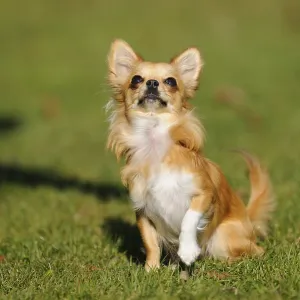 An alert sitting Chihuahua on a green meadow in the sun An alert sitting Chihuahua on a green meadow in the sun