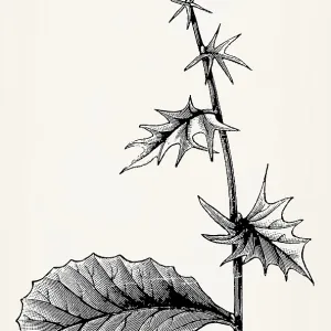 All stages of leaf unfolding on a branch of Berberis vulgaris
