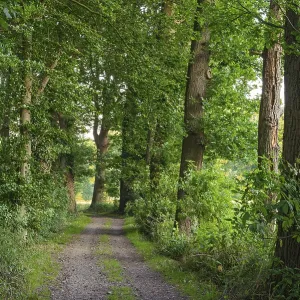 Allee, Dinklage, Dinklager Burgwald