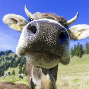 Allgau Brown Swiss, (Bos primigenius taurus) Allgau Brown Swiss, (Bos primigenius taurus)