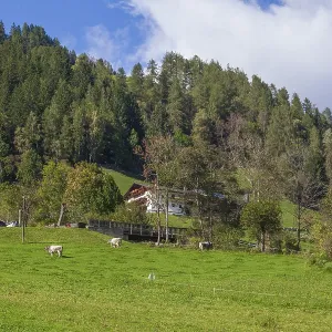Alm with cows, farmhouse and forest Alm with cows, farmhouse and forest
