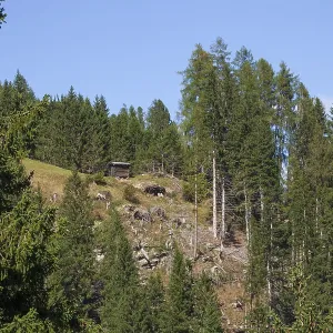 Alm with forest, hay barn and trees in autumn