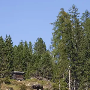 Alm with forest, hay barn and trees in autumn