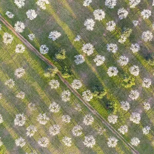 Almond blossom, flowering almond trees Almond blossom, flowering almond trees