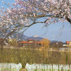 Almond blossom on the German Wine Route: almond tree in bloom