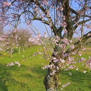 Almond blossom in the Palatinate in spring