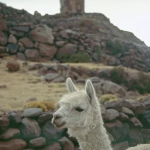 Alpaca in front of the Sillustani ruins on Lake Umayo near Puno