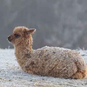 Alpaca (Vicugna pacos), brown, Young animal