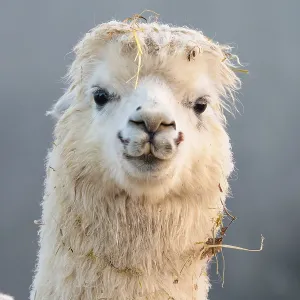 Alpaca (Vicugna pacos), frontal portrait