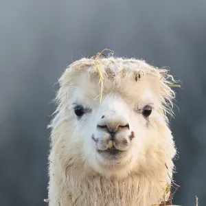 Alpaca (Vicugna pacos), frontal portrait