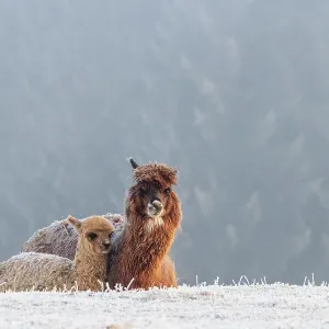 Alpaca (Vicugna pacos), mother and her young