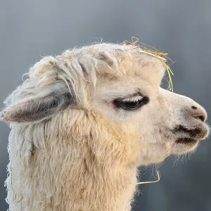 Alpaca (Vicugna pacos), side portrait