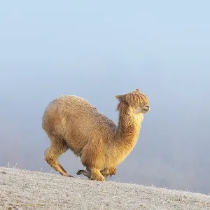 Alpaca (Vicugna pacos), white animal