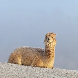 Alpaca (Vicugna pacos), white animal
