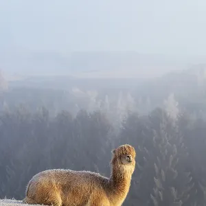 Alpaca (Vicugna pacos), white animal