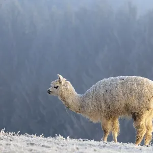 Alpaca (Vicugna pacos), white animal