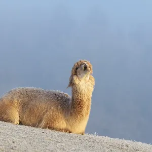 Alpaca (Vicugna pacos), yawning