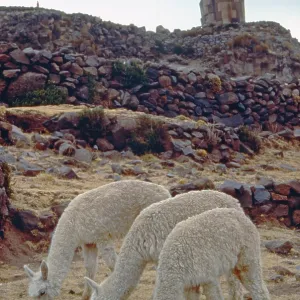 Alpacas in front of the Sillustani ruins on Lake Umayo near Puno