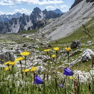 Alpine flowers with a panoramic view of the Dolomites in the background