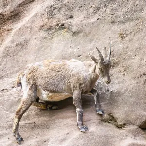 Alpine ibex (Capra ibex) female standing on the rocks