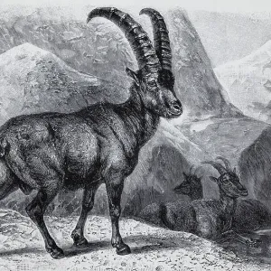 Alpine ibex (Capra ibex), historical book illustration