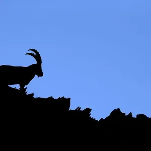 Alpine Ibex (Capra ibex) resting along mountain ridge Alpine Ibex (Capra ibex) resting along mountain ridge