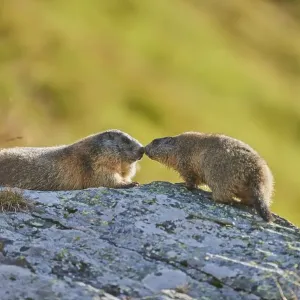 Alpine marmot (Marmota marmota) Alpine marmot (Marmota marmota)