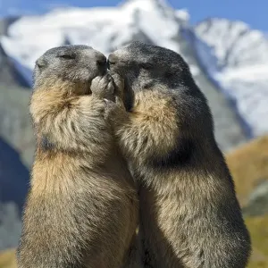 Alpine marmots (Marmota marmota) Alpine marmots (Marmota marmota)