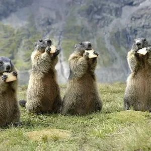 Alpine Marmots (Marmota marmota) eat biscuits Alpine Marmots (Marmota marmota) eat biscuits
