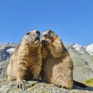 Alpine marmots (Marmota marmota) on a rock with mountains and blue sky in the background in summer Alpine marmots (Marmota marmota) on a rock with mountains and blue sky in the background in summer