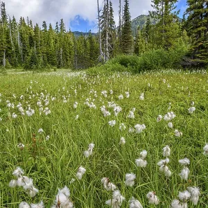 An alpine meadow filled with Slender Cottongrass (Eriophorum gracile) in Strathcona Provincial Park An alpine meadow filled with Slender Cottongrass (Eriophorum gracile) in Strathcona Provincial Park