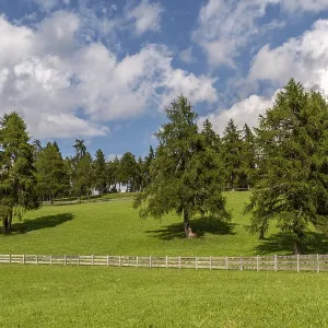Alpine meadow with larch forest and traditional pasture fence in South Tyrol