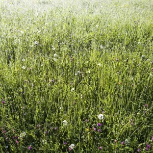 Alpine meadow, Lorettowiesen near Oberstdorf Alpine meadow, Lorettowiesen near Oberstdorf