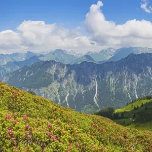 Alpine rose blossom, panorama from Fellhorn