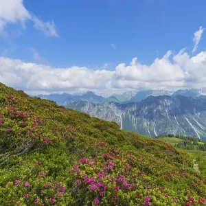 Alpine rose blossom, panorama from Fellhorn