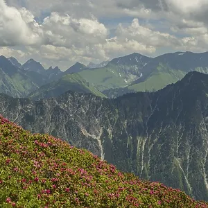 Alpine rose blossom, panorama of the Fellhorn Alpine rose blossom, panorama of the Fellhorn