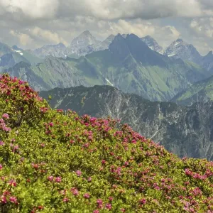 Alpine rose blossom, panorama from Fellhorn to Hoefats