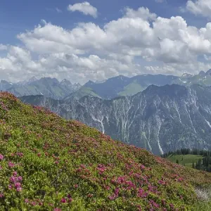 Alpine rose blossom, panorama from the Fellhorn to the Hoefats Alpine rose blossom, panorama from the Fellhorn to the Hoefats