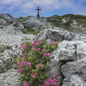 Alpine rose blossom, rhododendron Alpine rose blossom, rhododendron