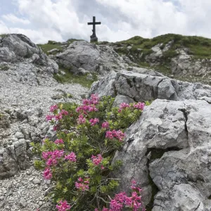 Alpine rose blossom, rhododendron Alpine rose blossom, rhododendron