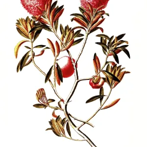 Alpine Rose Print, Rhododendron Ferrugineum Illustration Alpine Rose Print, Rhododendron Ferrugineum Illustration