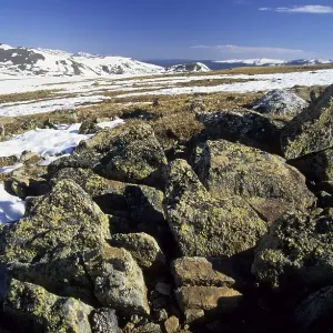 Alpine tundra in Rocky Mountains National Park