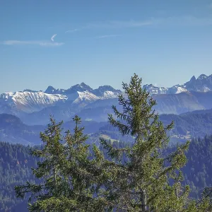 Alpine view with snow-capped peaks under clear skies through thick fir trees Alpine view with snow-capped peaks under clear skies through thick fir trees