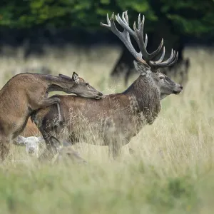 Alto ascended red deer ( Cervus elaphus) in rut Alto ascended red deer ( Cervus elaphus) in rut