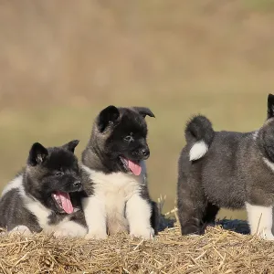 American Akita puppies (Canis lupus familiaris)