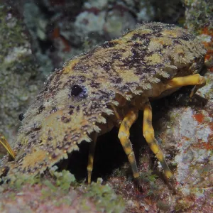 American bear crab (Scyllarus americanus) at night