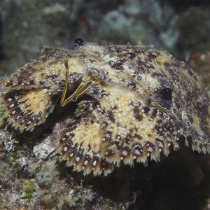 American bear crab (Scyllarus americanus) at night