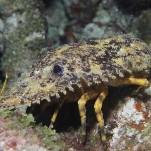 American bear crab (Scyllarus americanus) at night
