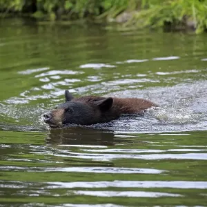 American Black Bear (Ursus americanus) American Black Bear (Ursus americanus)