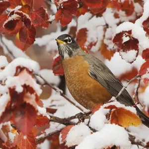 American Robin (Turdus migratorius)